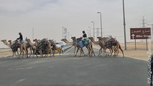 Abu Dabio dykumoje per kelią vedami kupranugariai. Nuoroda į "Milijonų gatvę", kur gražiausi kupranugariai pardvinėjami už milijonus eurų