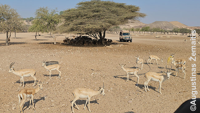 Safarių džipas rodo turistams Sir Bani Jas arabiškas smėlio gazeles