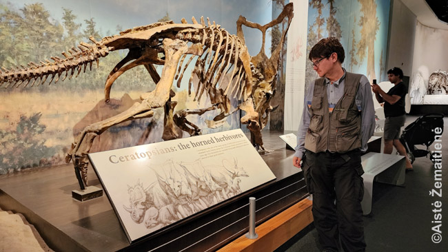 Prie vieno mažesnių dinozaurų skeletų Tyrell muziejuje