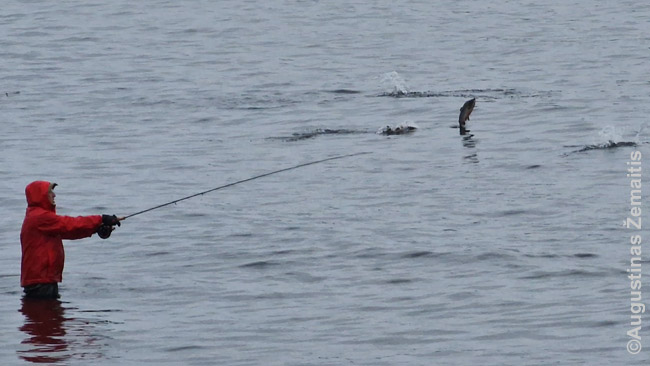 Žvejas Sitkoje tiesiog įsibridęs nuo paplūdimio žvejoja lašišas, kurios šokinėja iš vandenyno visur aplinkui