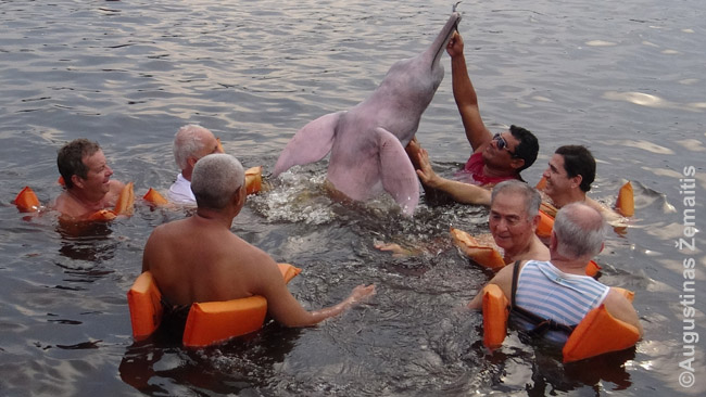 Pasiplaukiojimas su rožiniais delfinais Amazonijoje per masinę ekskursiją. Aišku, daugelis turistų liko už kadro. Visi vienu kartu ir netelpa: vieni išlipa iš vandens, tada lipa kiti, laukę eilėje.