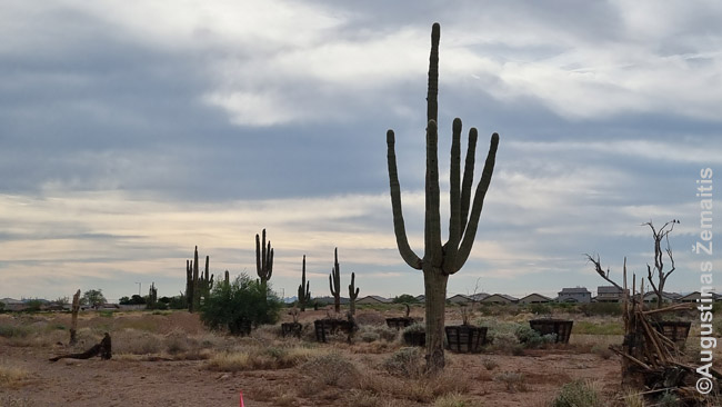 Arizonos simbolis - saguarai