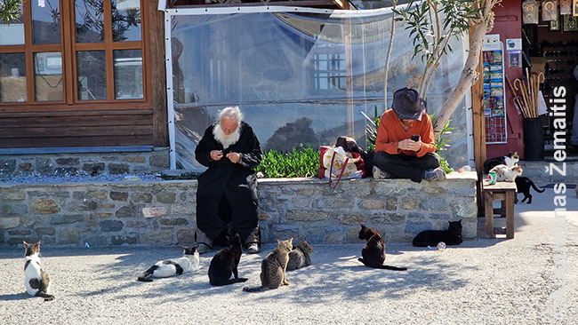 Senyvas vienuolis Dafnėje maitina kačiukus