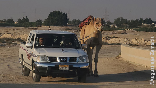 Į dykumą bahreiniečiai atsiveda kupranugarį