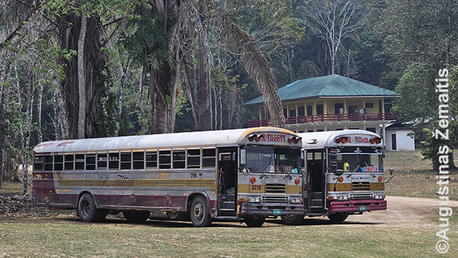 Belizo autobusai