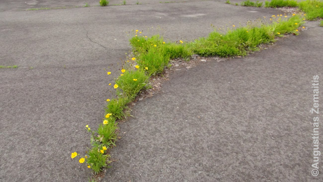 2013 m. per asfaltą prasimušusi žolė