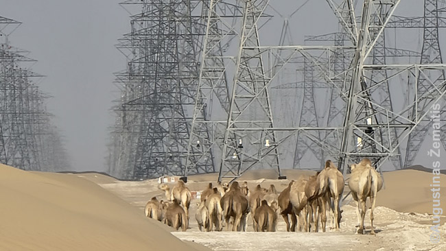 Kupranugariai ir elektros laidai - dykuma netoli Dubajaus