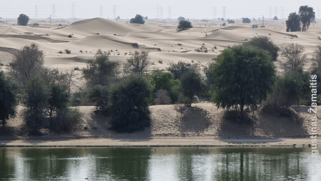 Tvenkinys Dubajaus dykumoje