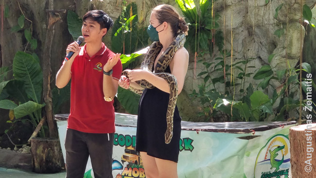 Davao krokodilų parke išvydę tarp žiūrovų turistus Aistę vedėjai bemat pakvietė ant scenos ir uždėjo gyvatę