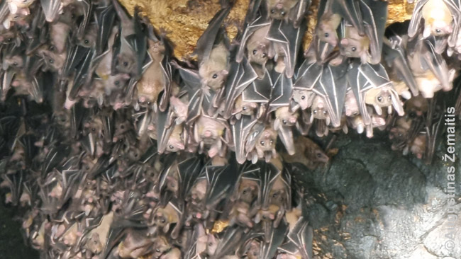 Žvilgsnis į Monforto šikšnosparnių olą