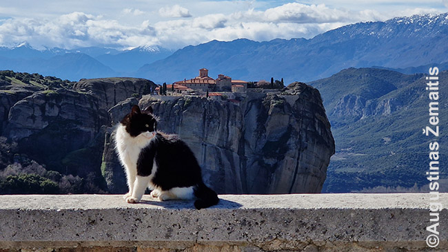 Katinas ir Meteoros vienuolynas. Katinų Graikijoje gausu visur