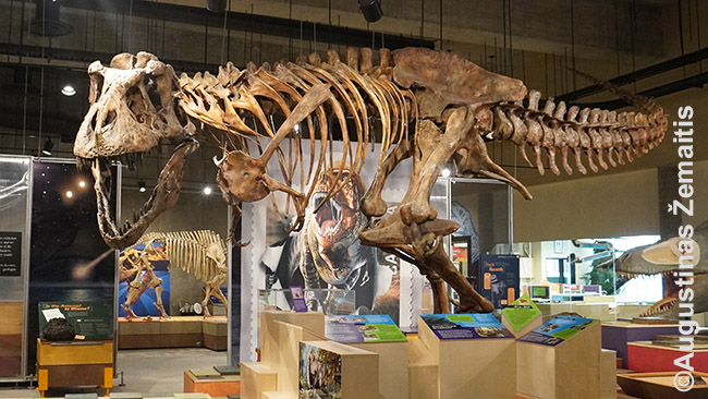 Didžiausio pasaulyje tiranozauro rex skeletas Saskačevane