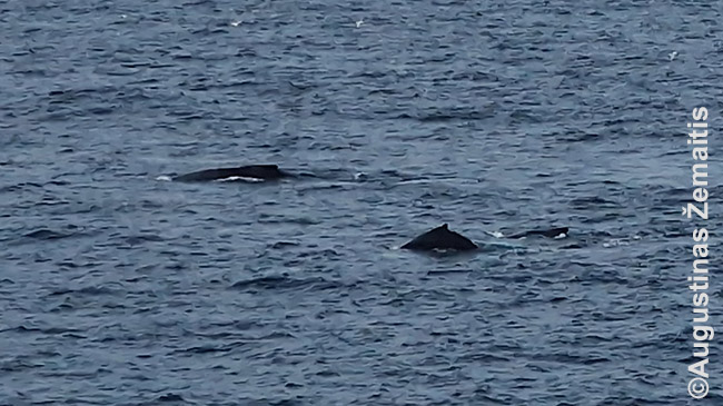 Banginiai žiūrint nuo Cape Spear
