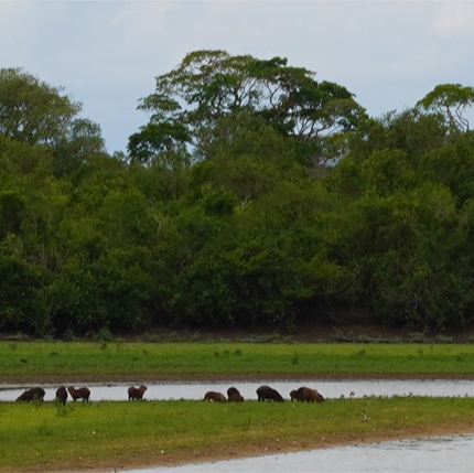 PantanalisVirsus