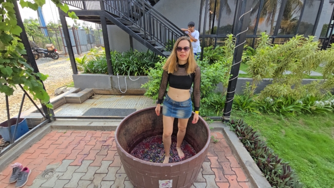 Vynuogių mindymas po vyno degustacijos