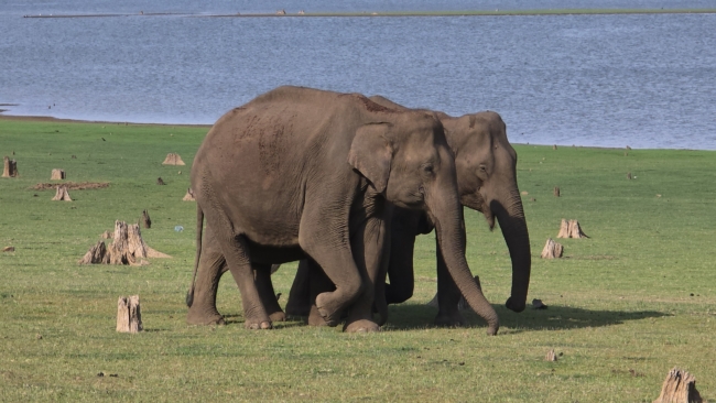 Drambliai saugodami veda drambliuką Nagarholėje