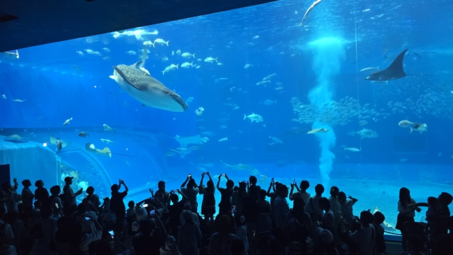 Bangininis ryklys Čuraumi akvariume