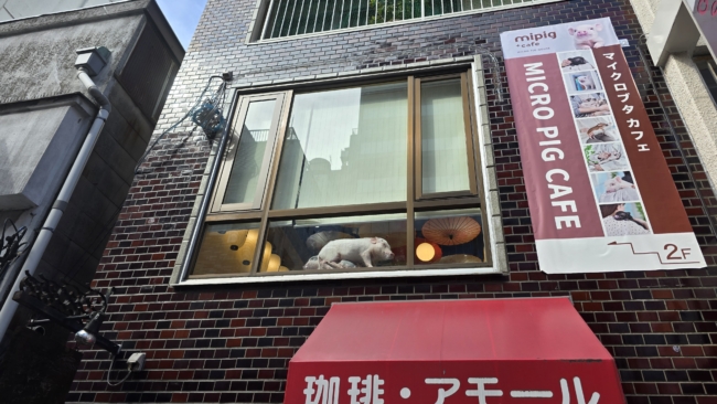 Mipig tinklo kiaulių kavinė