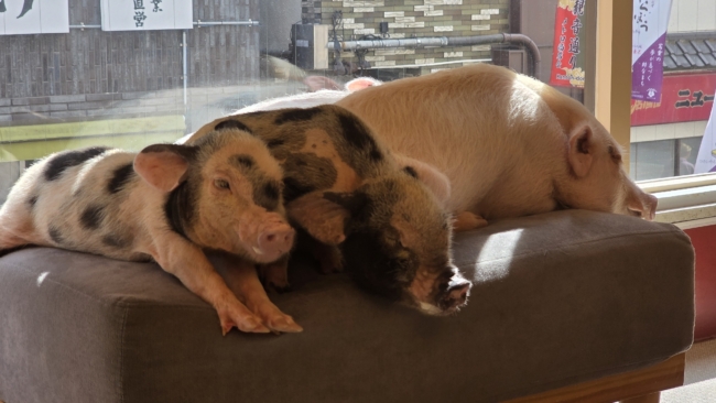 Paršeliai vitrinoje (labai mėgsta ten pastatytą sofą - kuri, matyt, ten stovi specialiai, kad matytų žmonės iš lauko kuo daugiau paršelių)