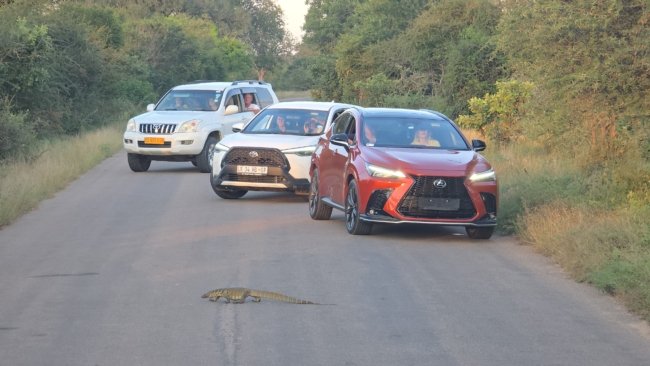 Turistai iš paprastų automobilių stebi varaną