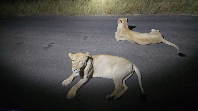 Liūtai iš safarių automobilio naktinio važiavimo metu. Nuotrauka daryta telefonu nė kiek nepriartinus!