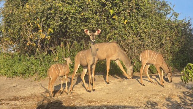 Atsigerti atėjusios antilopės