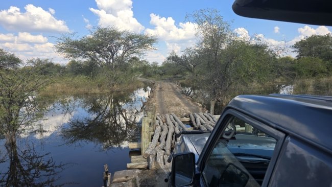 Visureigis kerta laikiną medinį tiltą Okavango deltoje (nusekus vandeniui daug tokių tiltų nebereikia, pakilus - ir jie apsemiami)