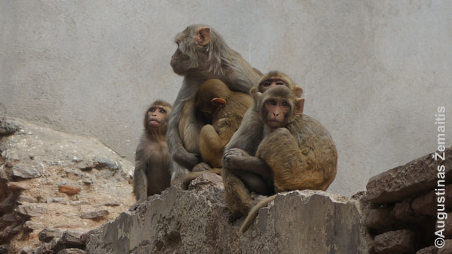 Beždžionės Vrindavane (Indija)