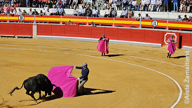 Koridos pradžia